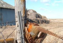 The Marlin model — a sweet 16 gauge shotgun