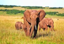 Is it time for trophy hunting to end? elephants