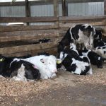 Contingency resources for Pa. dairy farmers available dairy beef feeders