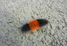 Insects, livestock and wildlife don’t really predict weather wooly bear