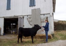 Behind the shows: Stark County 4-H’er already preparing for 2020 fair season A girl holds a halter and stands in front of a black market steer.