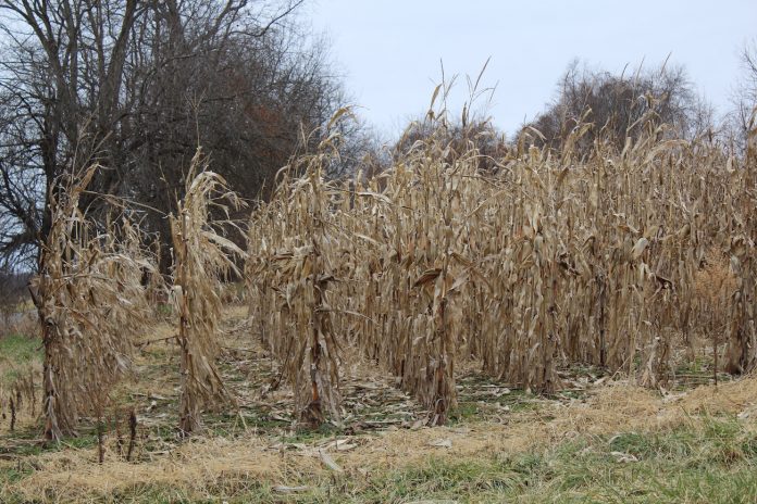 standing corn in field in winter