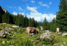 OSU team makes dream trip to Switzerland Brown Swiss cows in Switzerland