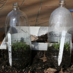 How to sow seeds outdoors during winter Chamomile seedlings