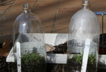 How to sow seeds outdoors during winter Chamomile seedlings