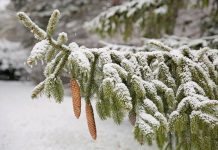 Walk in the woods provides Christmas Eve to remember snowy pine branch