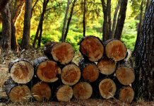 Things to consider before harvesting your timber logs