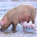 Strep zoo detected in Pennsylvania swine pig