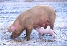 Strep zoo detected in Pennsylvania swine pig