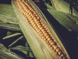 Three major commodities, three different trends sweet corn