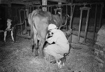 A brief history of dairy pricing Enos Royer farm, Lancaster County, Pennsylvania. Mrs. Royer milking