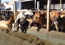 Image of dairy cows lined up eating.