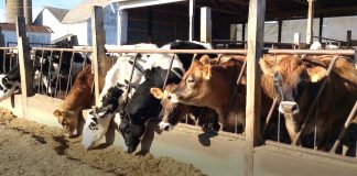 Have you evaluated your total mixed ration lately? Image of dairy cows lined up eating.
