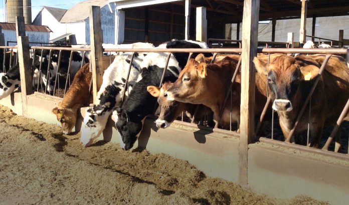 Image of dairy cows lined up eating.