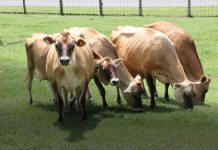 Livestock should work for the farm Jersey cows grazing in a field.