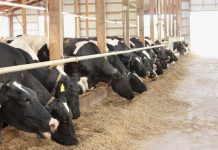 Dairy Margin Coverage Holestiens eating