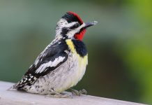 What’s a yellow-bellied sapsucker? Yellow-bellied Sapsucker