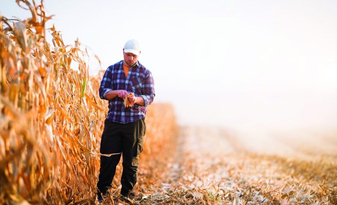 A young farmer examines corn seed in a corn field.