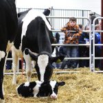 2024 Pennsylvania Farm Show theme announced calf cow at pa farm show