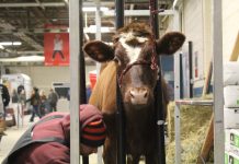 Pennsylvania invests big in dairy man clips cow at farm show