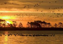 Wonder why birds of a feather flock together? bird flock