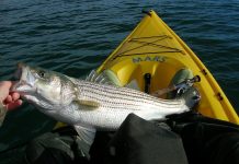 You can grow big bass in Ohio striped bass