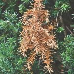 How to minimize salt damage to plants damaged bush