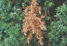 How to minimize salt damage to plants damaged bush