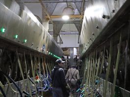 men in milking parlor