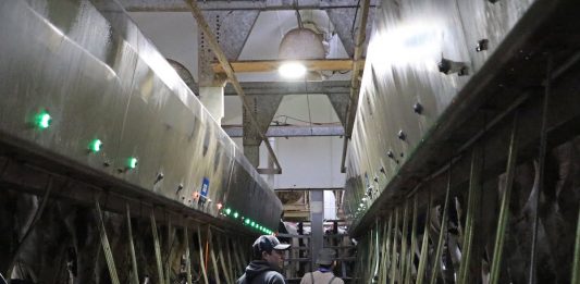 New H-2A changes could ease dairy labor shortages men in milking parlor