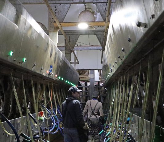 men in milking parlor