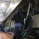 Last ditch effort to reform agriculture labor in works man in milking parlor
