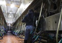 Last ditch effort to reform agriculture labor in works man in milking parlor
