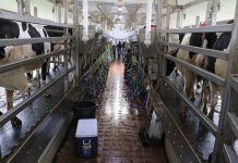 No plan for this: dairy industry weathers perfect storm milking parlor