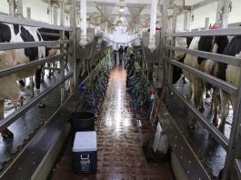 Celebrate dairy farmers all month long milking parlor