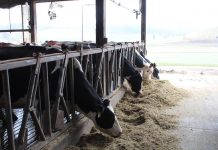 andreas farm holstein dairy cows