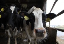 Registration open for Holstein Association USA Judges Conference holstein