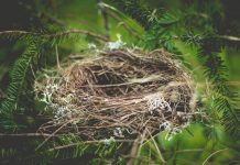 A bird in the nest empty nest