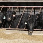 cows eating