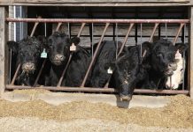 JBS to close beef packing plant in Souderton, Pa cows eating