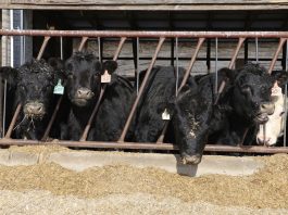 JBS to close beef packing plant in Souderton, Pa cows eating