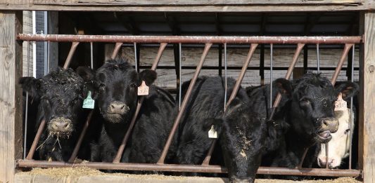 JBS to close beef packing plant in Souderton, Pa cows eating