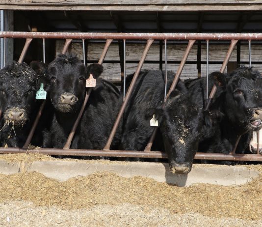 JBS to close beef packing plant in Souderton, Pa cows eating
