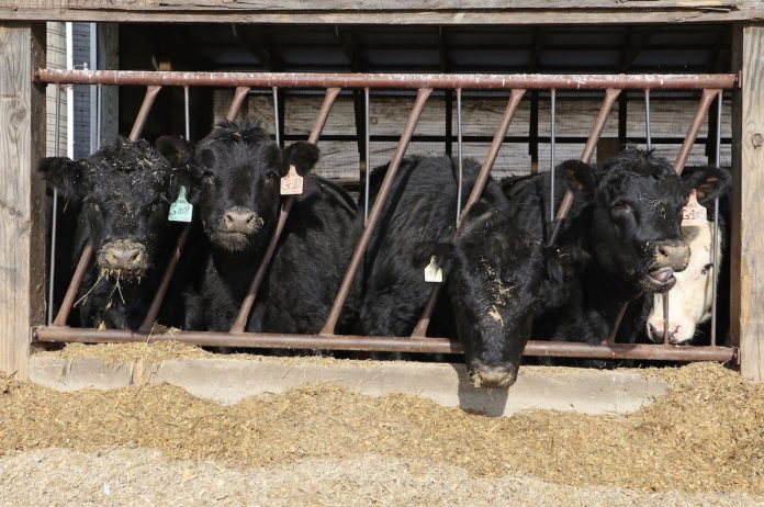 beef cows eating cows eating