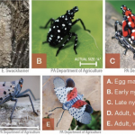 Spotted lanternfly is a plant stressor, but is no locust, OSU experts say Spotted Lanternfly life stages