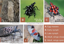 Spotted lanternfly is a plant stressor, but is no locust, OSU experts say Spotted Lanternfly life stages