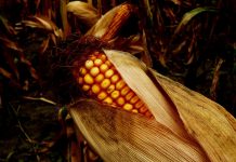 Outside news affects market price swing corn