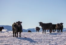 Winter livestock care: Essential tips for shelter, water and nutrition cattle in snow