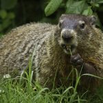 How wildlife escapes winter’s worst weather groundhog