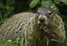 How wildlife escapes winter’s worst weather groundhog